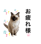 ラグドール らぐのデカ文字(挨拶編)（個別スタンプ：8）