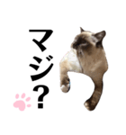 ラグドール らぐのデカ文字(挨拶編)（個別スタンプ：16）