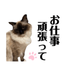 ラグドール らぐのデカ文字(挨拶編)（個別スタンプ：18）