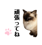 ラグドール らぐのデカ文字(挨拶編)（個別スタンプ：19）