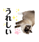 ラグドール らぐのデカ文字(挨拶編)（個別スタンプ：20）