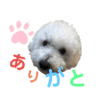 毎日使えるぷぷくんすたんぷ（個別スタンプ：1）