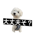 毎日使えるぷぷくんすたんぷ（個別スタンプ：2）