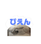 毎日使えるぷぷくんすたんぷ（個別スタンプ：11）