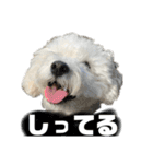 毎日使えるぷぷくんすたんぷ（個別スタンプ：12）