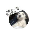 毎日使えるぷぷくんすたんぷ（個別スタンプ：13）