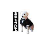 毎日使えるぷぷくんすたんぷ（個別スタンプ：15）