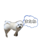 毎日使えるぷぷくんすたんぷ（個別スタンプ：25）