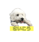 毎日使えるぷぷくんすたんぷ（個別スタンプ：32）