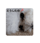 ビション チャチャ（個別スタンプ：9）