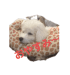ビション チャチャ（個別スタンプ：10）