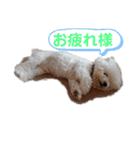 ビション チャチャ（個別スタンプ：13）