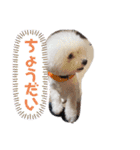 ビション チャチャ（個別スタンプ：14）