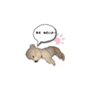 ビション チャチャ（個別スタンプ：16）