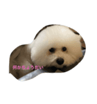 ビション チャチャ君！（個別スタンプ：3）