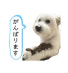 しろふわ雑種のゆきみちゃん（個別スタンプ：1）