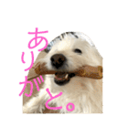 しろふわ雑種のゆきみちゃん（個別スタンプ：5）