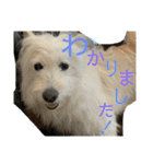 しろふわ雑種のゆきみちゃん（個別スタンプ：6）