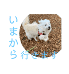 しろふわ雑種のゆきみちゃん（個別スタンプ：14）