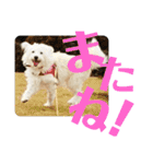 しろふわ雑種のゆきみちゃん（個別スタンプ：15）