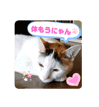 箱入り三毛猫うにさん③（個別スタンプ：14）