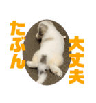 グレートピレニーズ HAL①（個別スタンプ：10）