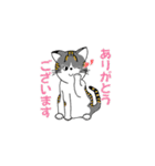 我が家の猫さんスタンプ（個別スタンプ：6）