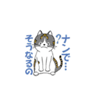 我が家の猫さんスタンプ（個別スタンプ：11）