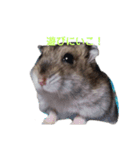 ハムスターのしろとくろ 2（個別スタンプ：9）