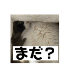 タイガーとよそもの日常（個別スタンプ：1）
