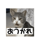 タイガーとよそもの日常（個別スタンプ：5）