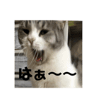 タイガーとよそもの日常（個別スタンプ：12）