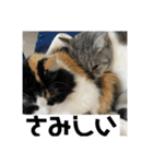タイガーとよそもの日常（個別スタンプ：13）