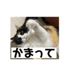 タイガーとよそもの日常（個別スタンプ：19）