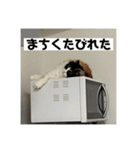 タイガーとよそもの日常（個別スタンプ：21）
