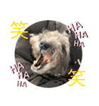 ルーシ（個別スタンプ：1）