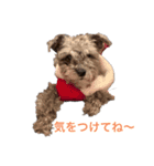 ルーシ（個別スタンプ：7）