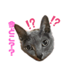 西岡さんちの猫まみれ（個別スタンプ：2）