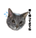 西岡さんちの猫まみれ（個別スタンプ：3）
