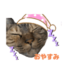 西岡さんちの猫まみれ（個別スタンプ：4）