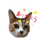 西岡さんちの猫まみれ（個別スタンプ：6）