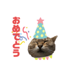 西岡さんちの猫まみれ（個別スタンプ：7）
