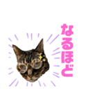 西岡さんちの猫まみれ（個別スタンプ：8）