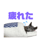 西岡さんちの猫まみれ（個別スタンプ：10）