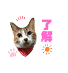 西岡さんちの猫まみれ（個別スタンプ：11）
