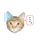 西岡さんちの猫まみれ（個別スタンプ：13）