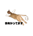 西岡さんちの猫まみれ（個別スタンプ：14）