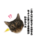 西岡さんちの猫まみれ（個別スタンプ：15）