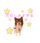 うちのまろスタンプ2（個別スタンプ：4）
