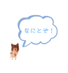 うちのまろスタンプ2（個別スタンプ：5）